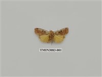 藏品(夜蛾901)的圖片